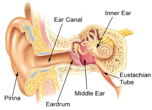 قسمت‌های مختلف داخل گوش